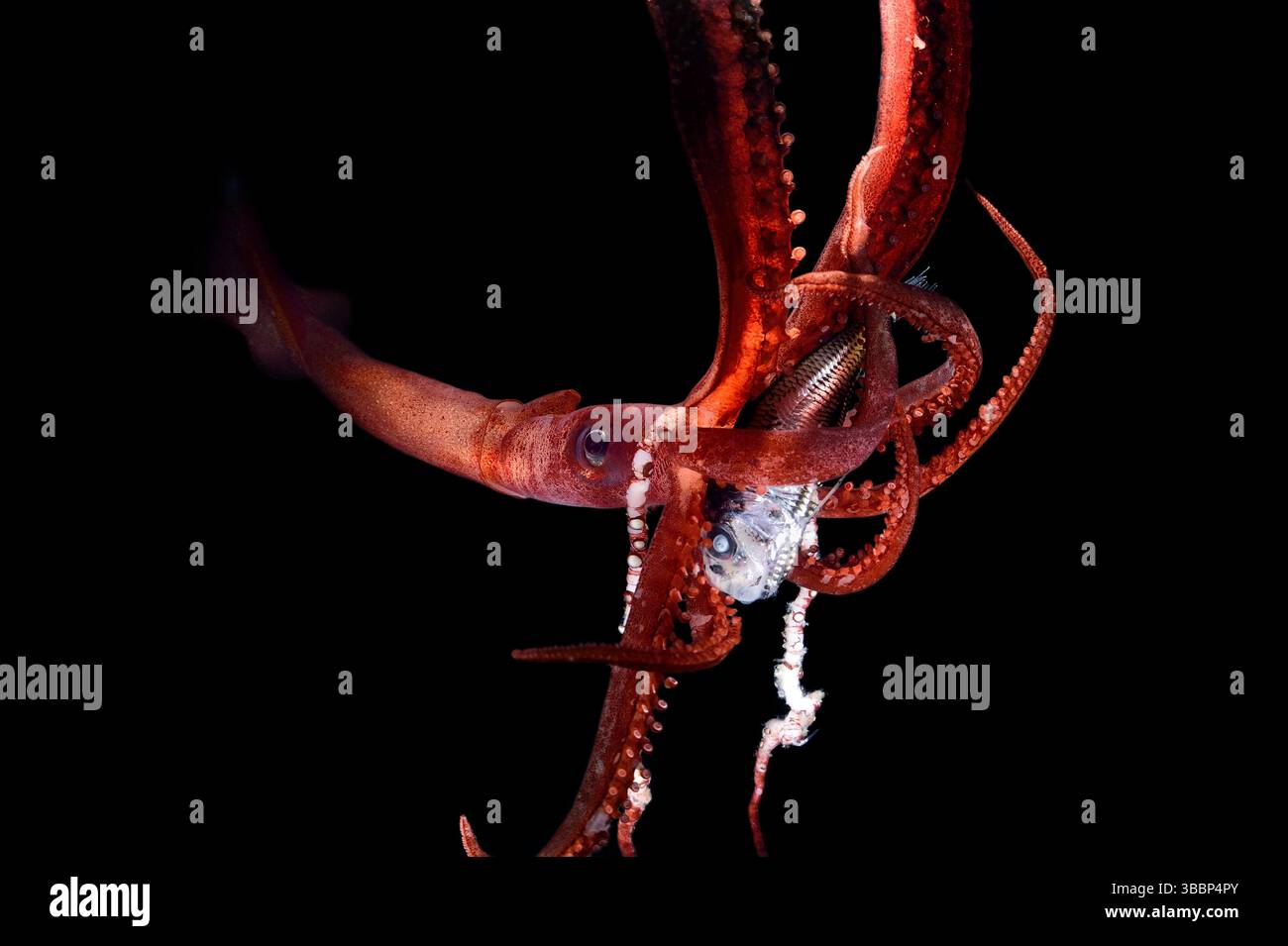 [Captive] Deep Sea Tintenfisch (Chiroteuthis Mega) zeichnet sich durch vergrößerte, deckelförmige Photophores am Ende des Tentakelschlägers aus. Dies ist e Stockfoto