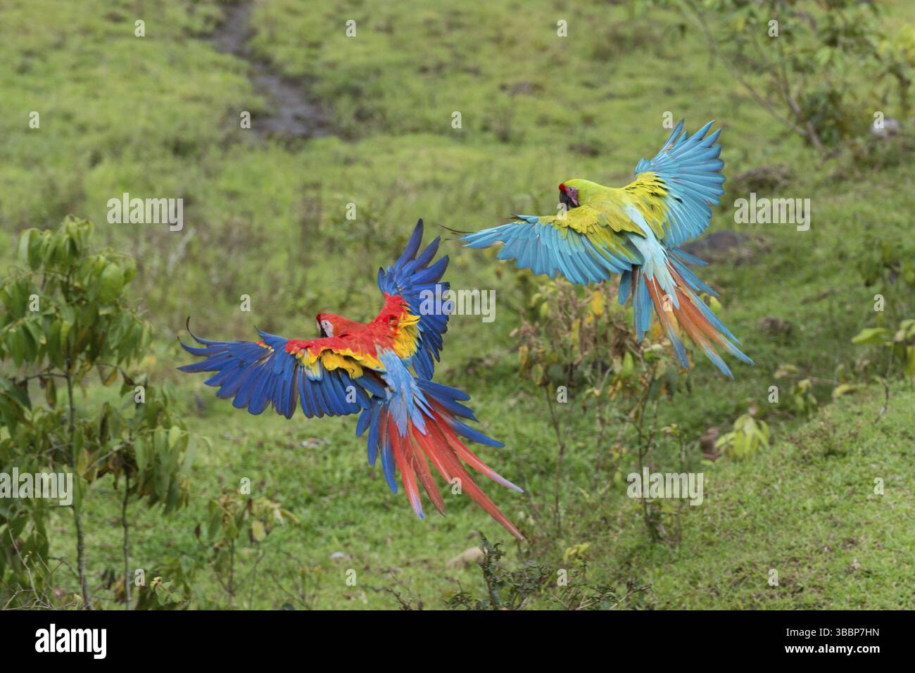 Scharlach- und Grünaras (Ara macao & Ara ambiguus) fliegen, Costa Rica, Mittelamerika Stockfoto