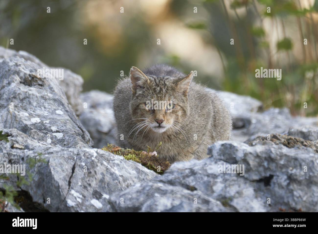 Wilde Katze (Felis silvestris), weiblich auf Felsen, Kastilien-Leon, Spanien, Europa Stockfoto