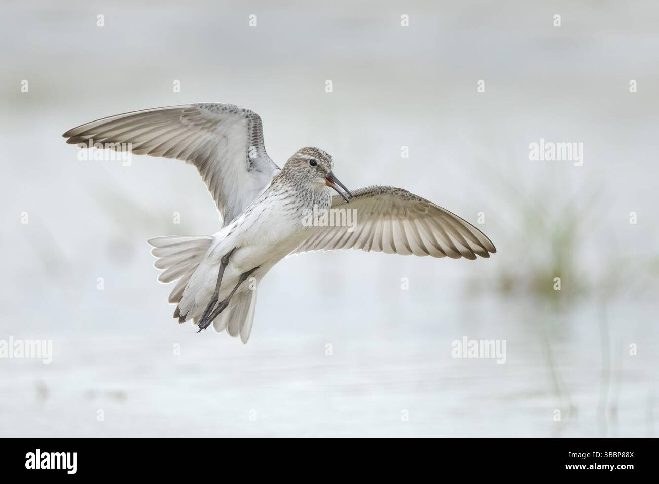 Weißrumpelsandpiper (Calidris fuscicollis) fliegt, Texas, USA, Nordamerika Stockfoto