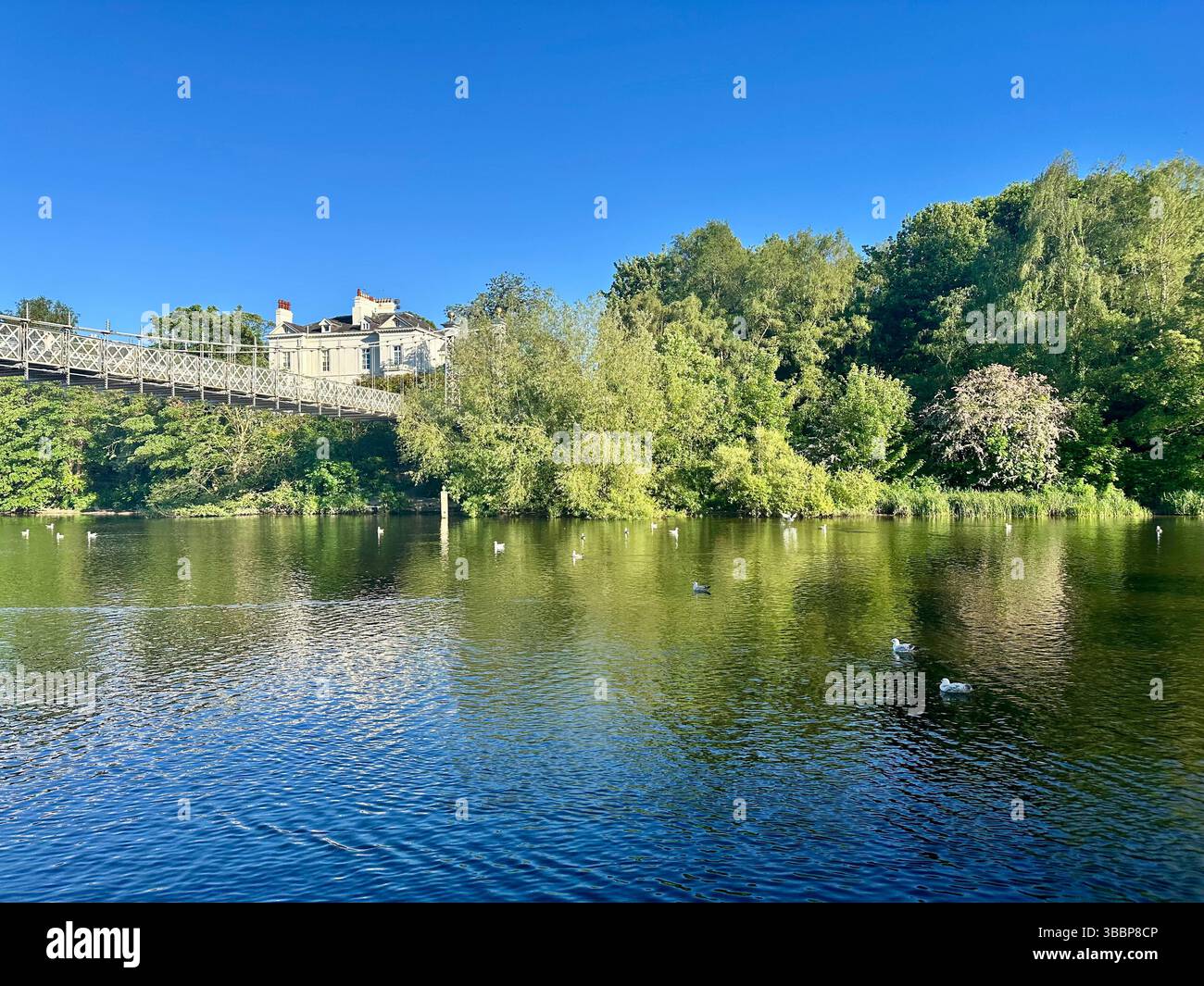River Dee in Chester mit Blick nach Osten auf die Hängebrücke mit klarem blauem Himmel und üppigen grünen Bäumen am Ufer an einem sonnigen Tag. - Smartphone-aufgenommenes Stockfoto