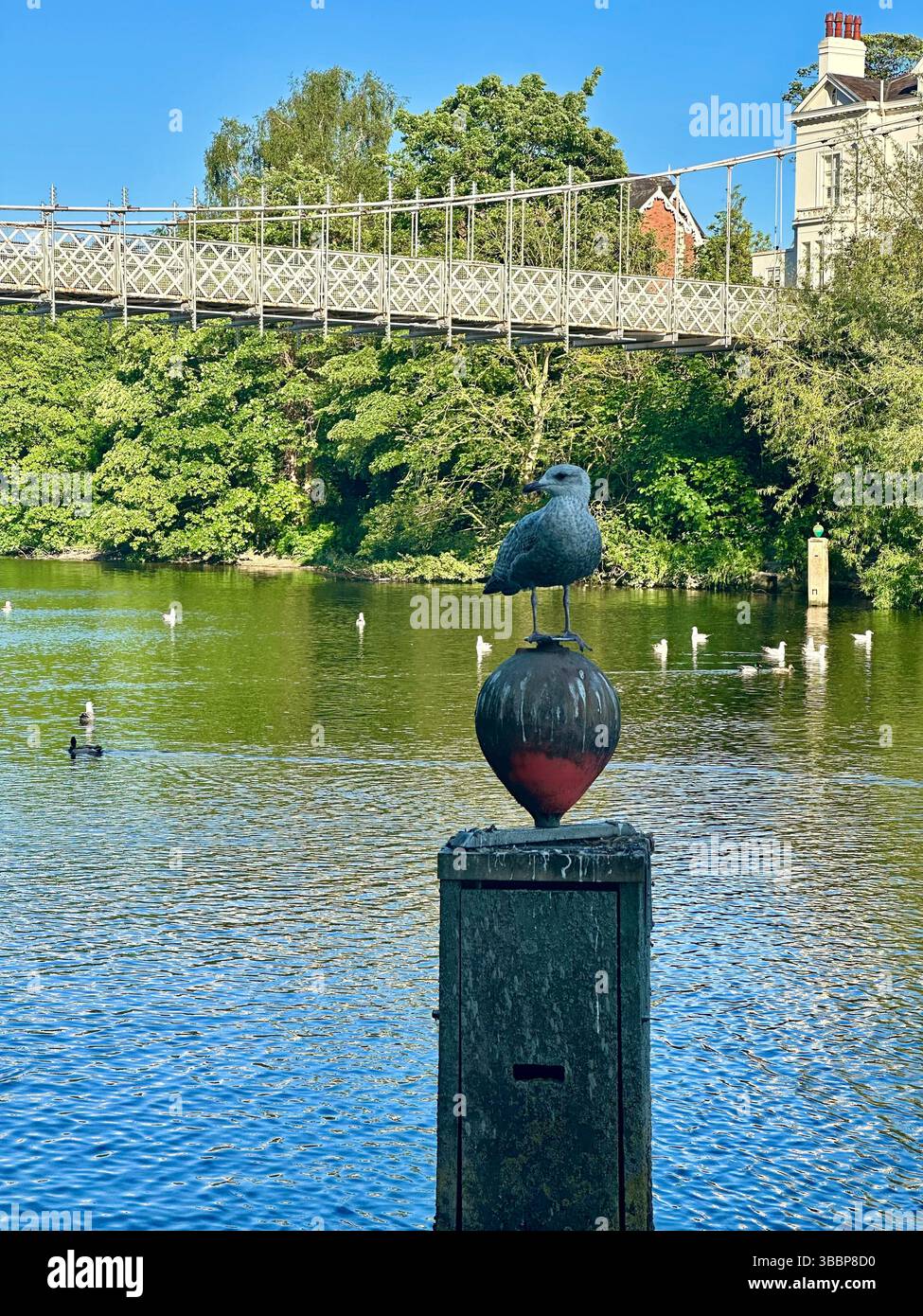 Ein Vogel sitzt auf einem Holzpfosten im Fluss Dee, Chester, mit klarem blauem Himmel, ruhigem Wasser und üppigen Bäumen am Ufer im Hintergrund. - Smartphone-aufgenommenes Stockfoto