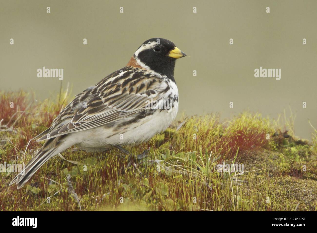 Lappland Longspur (Calcarius lapponicus) männlich, Manitoba, Kanada, Nordamerika Stockfoto