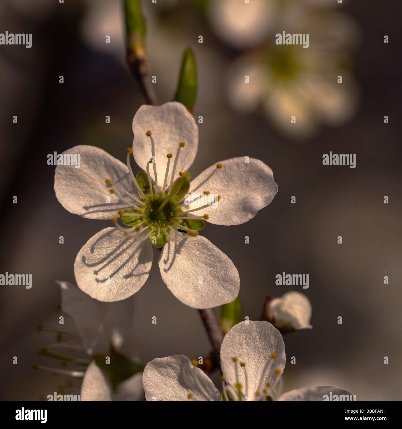 Zarte weiße Kirschblüte ganz allein auf einem verschwommenen angenehmen Hintergrund des blühenden Baumes Stockfoto