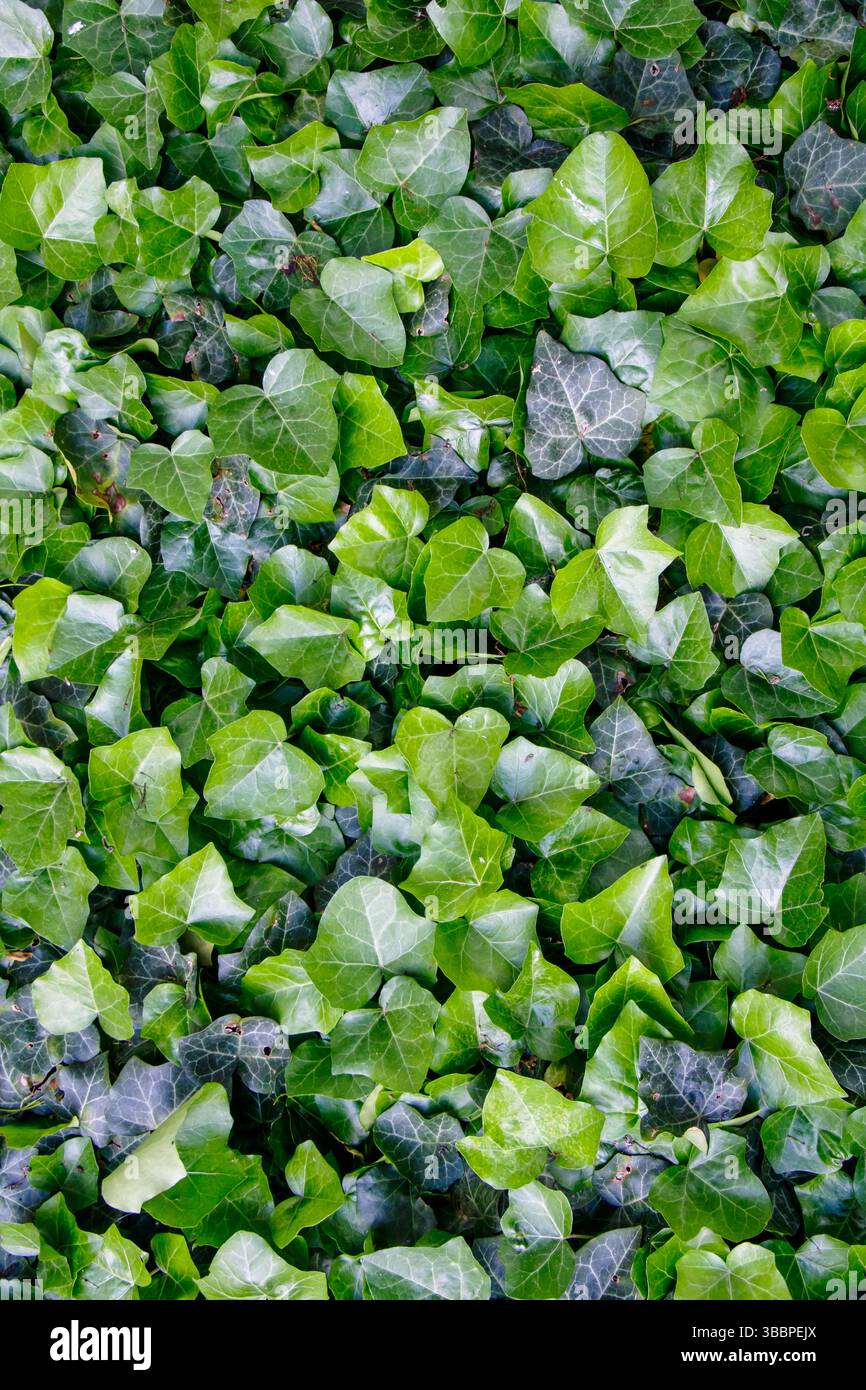 efeu hngend winterhart Gemeiner Efeu (Hedera helix) | 100-125 cm im Topf