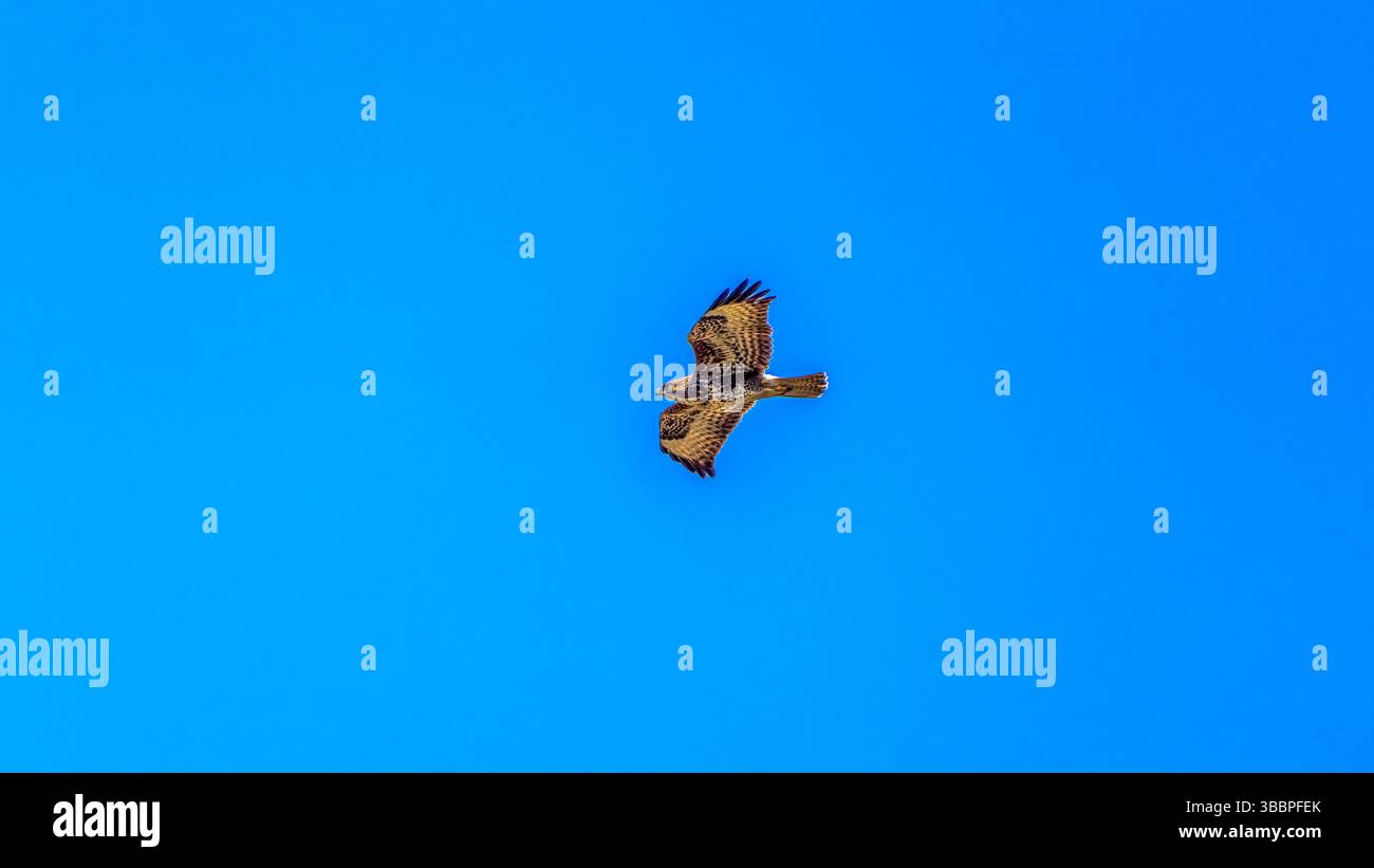 Bussard (Buteo buteo) gleitet auf aufsteigender Thermik durch einen klaren azurblauen Himmel mit ausgestreckten Flügeln mit fleckigem Gefieder Stockfoto