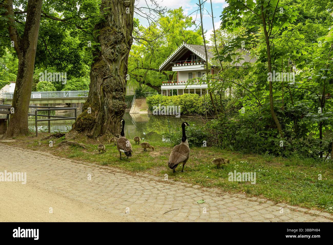 Kanadiengänse im Brentano Park in Frankfurt-Roedelheim Stockfoto