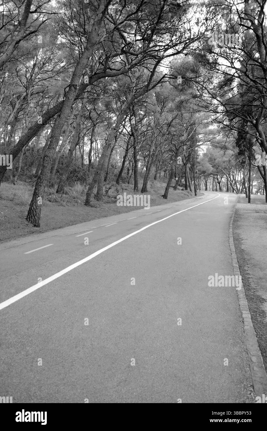 Schwarz-weiß-Bild einer leeren, gewundenen Straße, gesäumt von hohen Kiefern in einer ruhigen Waldlandschaft Stockfoto