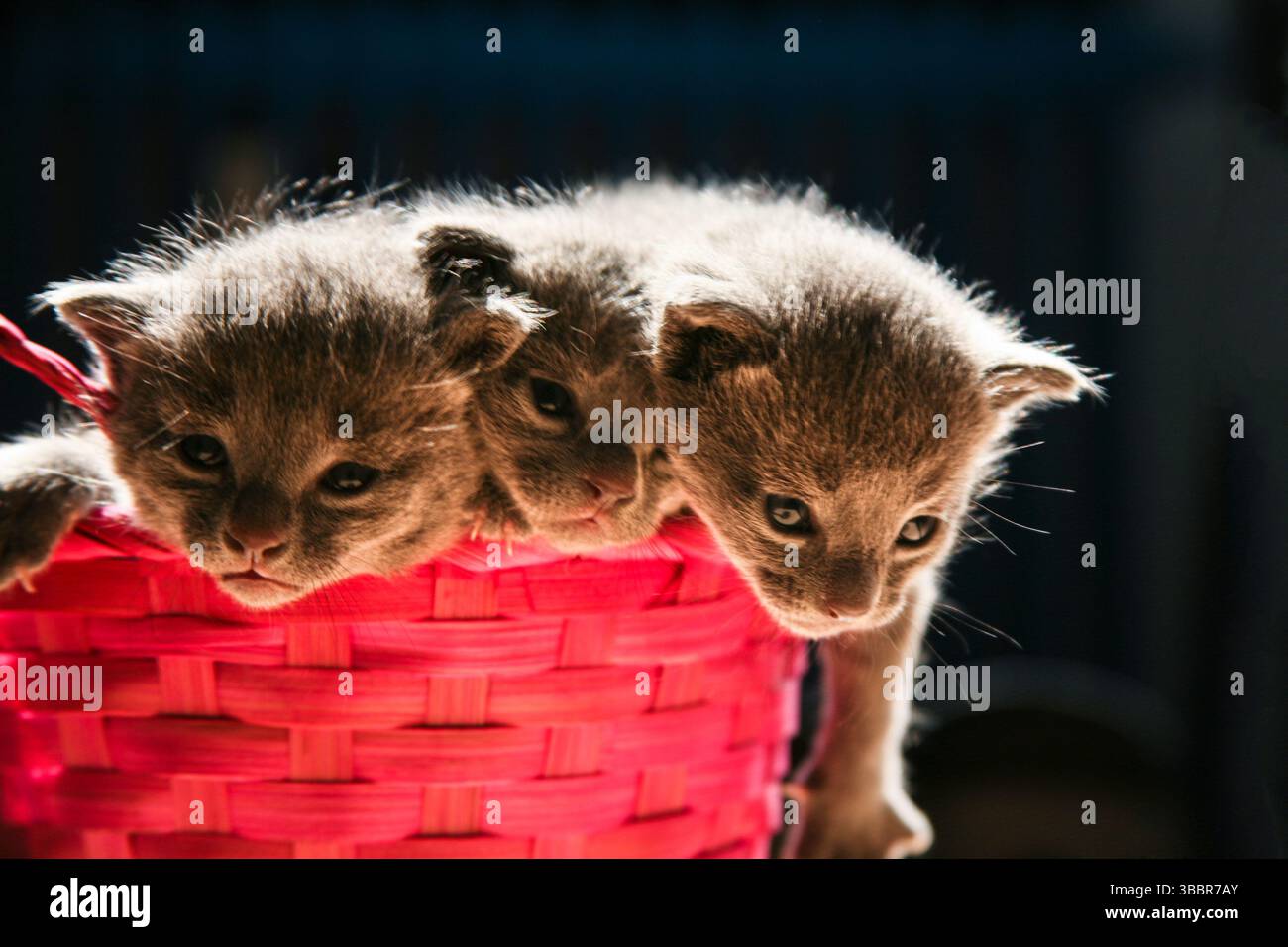 Drei niedliche Babies Katzen der Rasse Russian Blue, die aus einem kleinen rosa Korb schauen, um rauszukommen. Eine Motte alte graue Fellkätzchen. Stockfoto
