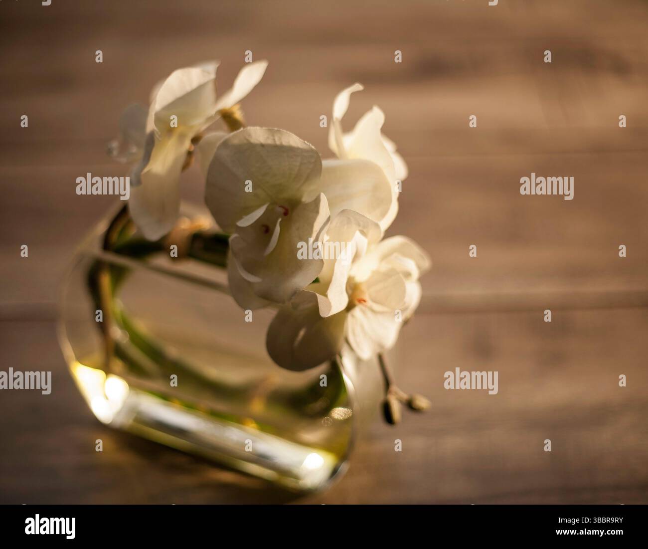 Nahaufnahme von weißen Orchideenblüten in einer geschwungenen Glasvase auf einer Holzoberfläche, die sanft von natürlichem Licht beleuchtet wird, was Ruhe und minimalistische Schönheit hervorruft Stockfoto