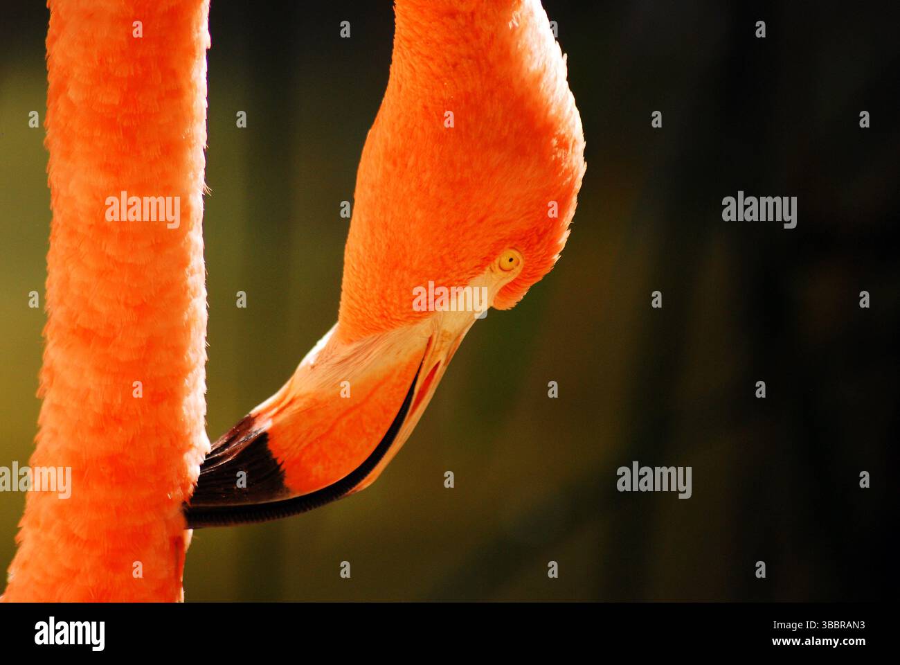 Ein rosafarbener Flamingo beschneidet die Federn am Hals Stockfoto