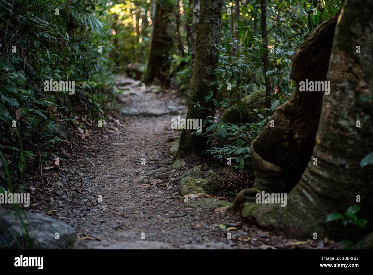 Finch Hatton Gorge Stockfoto