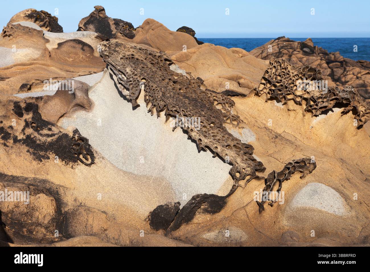 Das erodierte Tafoni-Griffwerk auf den Sedimentgesteinen der German Rancho Formation im Salt Point State Park entlang des nordkalifornischen Sonoma County Stockfoto