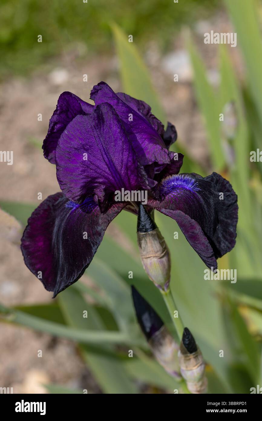 irisblume 'Bibelot' - Standard (obere Blüten) und Stürze (untere Blüten) in dunklem Lila; Bart in violetter Farbe (Germanica Berbata-Elatior-Gruppe) Stockfoto
