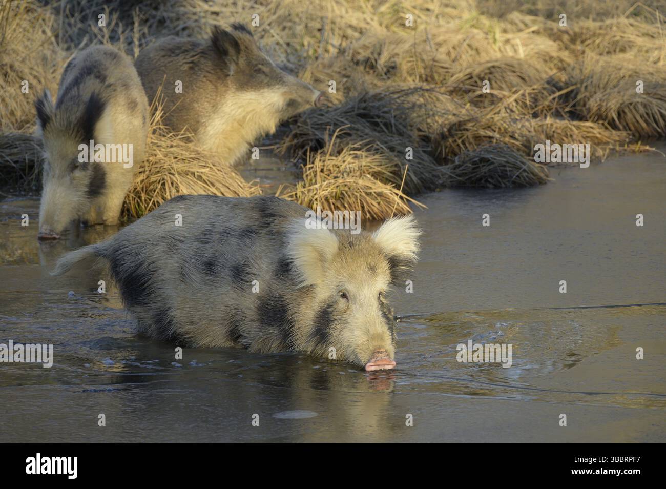 Wildschwein (Sus scrofa), Kreuzung, Hausschwein (Sus scrofa domesticus), Auenwald, Eis, Niederösterreich Stockfoto
