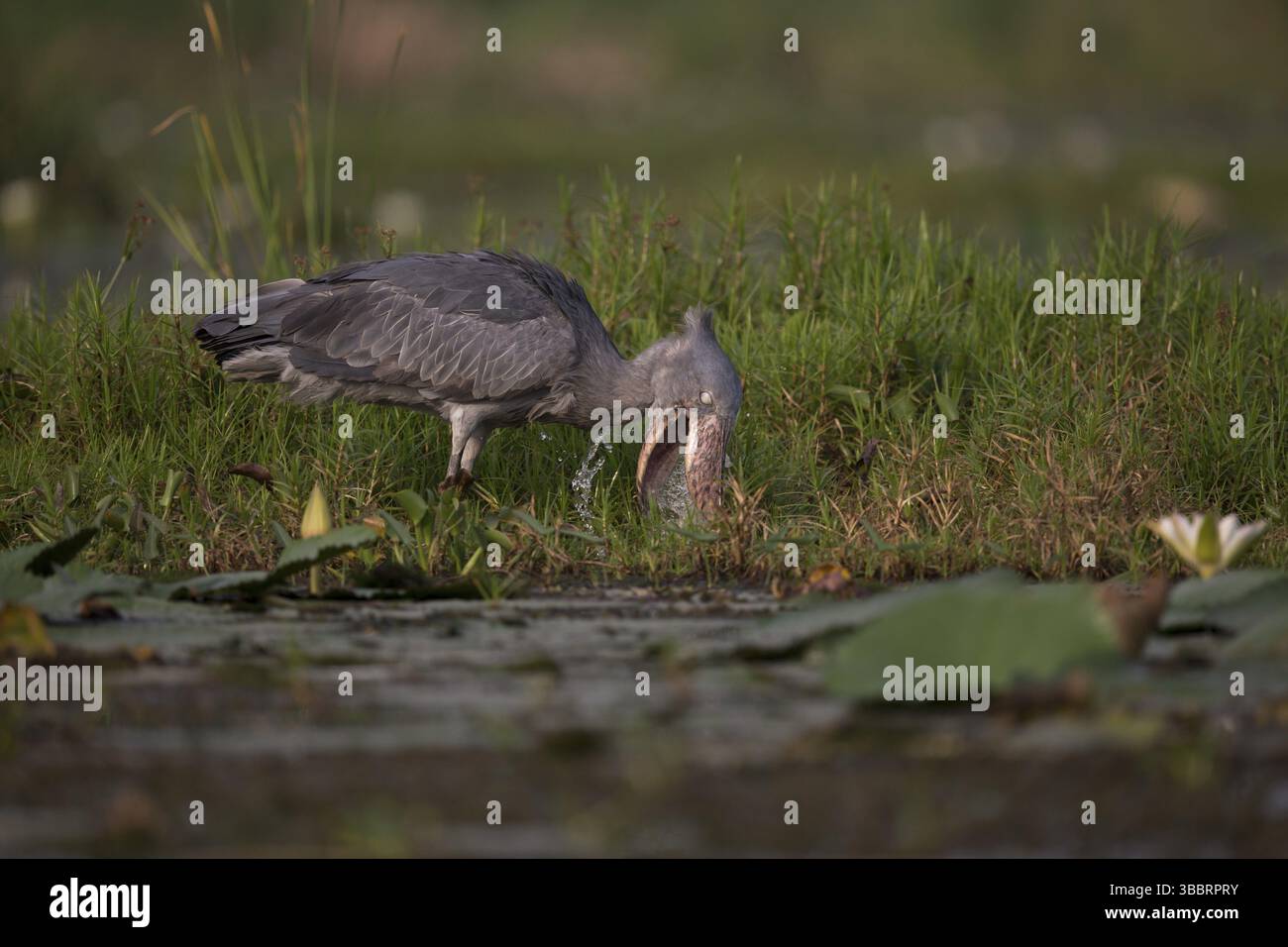Shoebill (Balaeniceps rex) trinken, Lake Albert, Uganda, Afrika Stockfoto