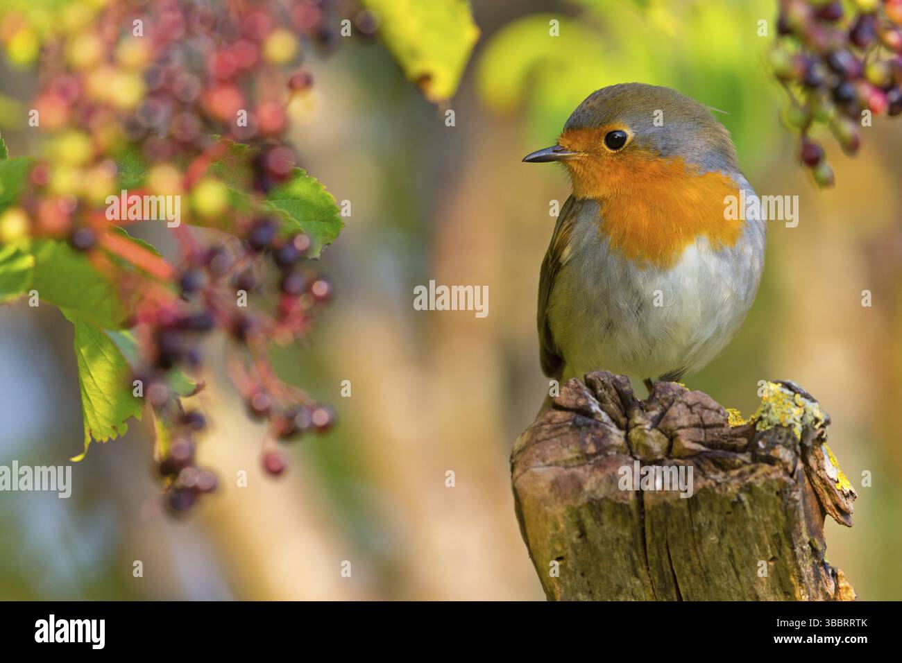 Rotkehlchen, Europäisches Robin, Robin, Erithacus rubecula, Rougegorge familier, Rougegorge, Petirrojo Stockfoto