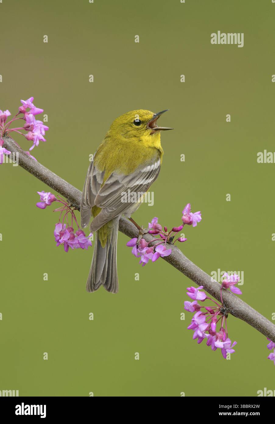 Pine Warbler (Setophaga pinus) männlich singend aus einem blühenden Zweig, Texas, USA, Nordamerika Stockfoto