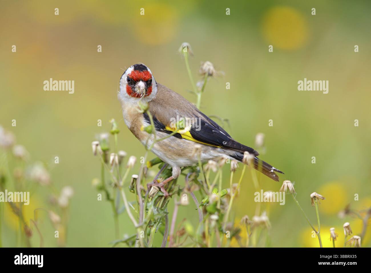 Stieglitz, Distelfink, Eurasischer Goldfinch, Goldfinch, Europäischer Goldfinch, Carduelis carduelis, Chardonneret elegant, Chardonneret, Jilguero Stockfoto