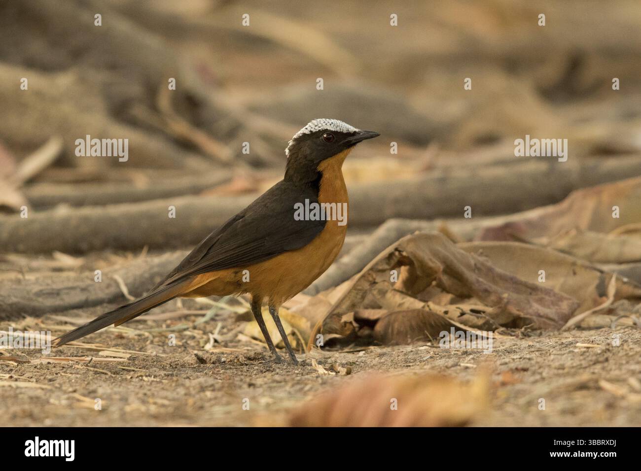 Weißgekrönter Robin-Chat (Cossypha albicapillus), Gambia, Afrika Stockfoto