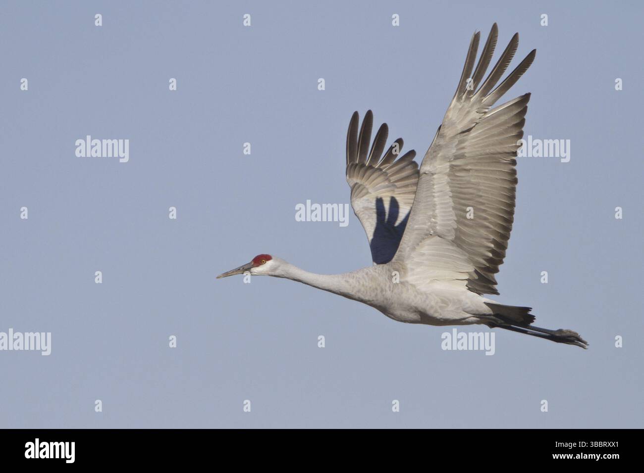 Sandhill Crane (Antigone canadensis) fliegt, New Mexico, USA, Nordamerika Stockfoto
