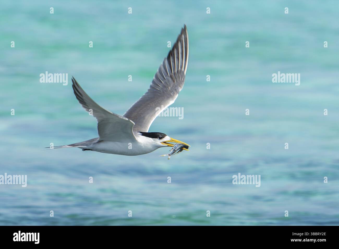 Thalasseus bergii (Thalasseus bergii) fliegt mit Fischfresser im Schnabel, Layang-Layang, Malaysia, Asien Stockfoto