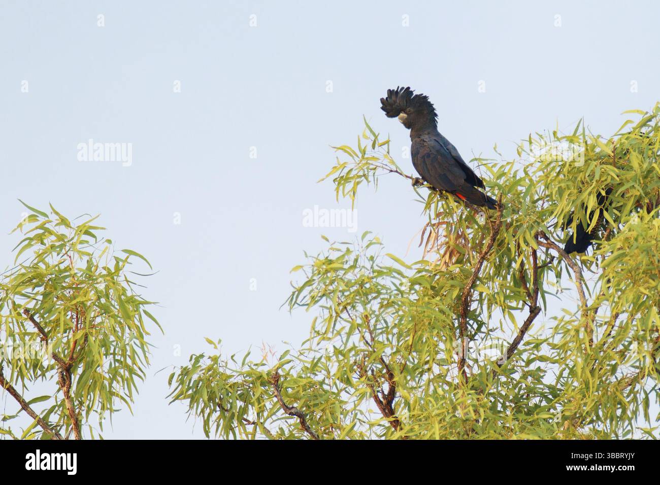 Rotschwanzkakatoo (Calyptorhynchus banksii), Victoria, Australien, Ozeanien Stockfoto