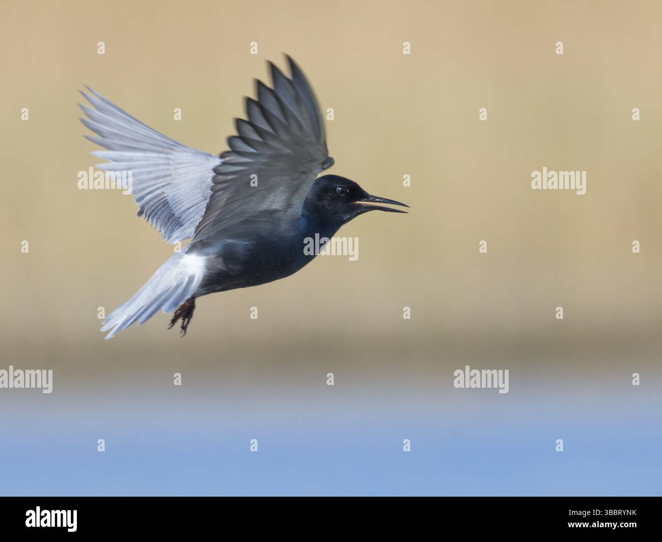 Schwarzteere (Chlidonias niger) fliegt, Mecklenburg-Vorpommern, Deutschland, Europa Stockfoto