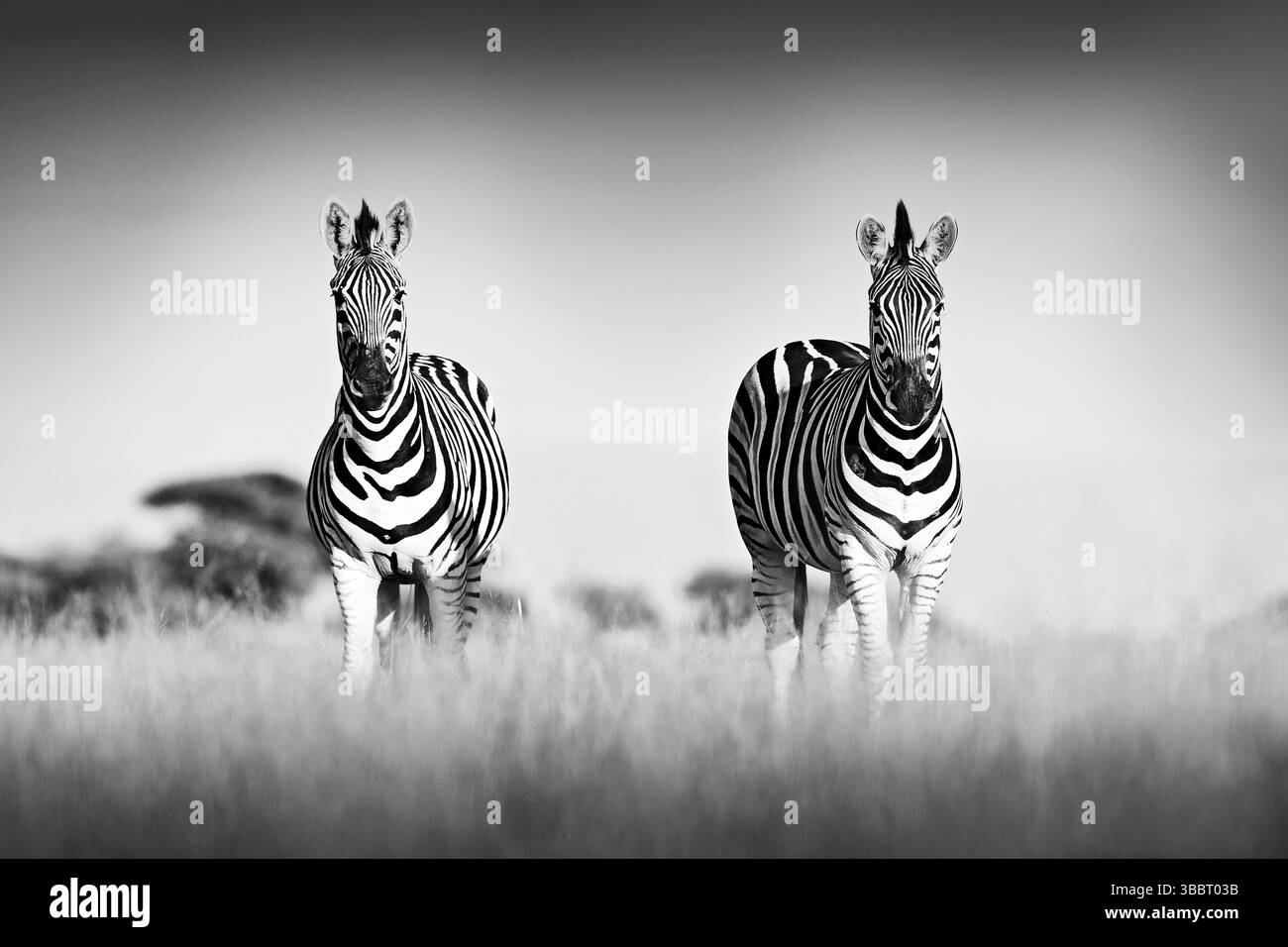 Zebra mit klarem Himmel. Schwarzweiß-Kunstfoto. Burchells Zebra, Equus quagga burchellii, Nxai Pan National Park, Botswana, Afrika. Wildes Tier auf t Stockfoto