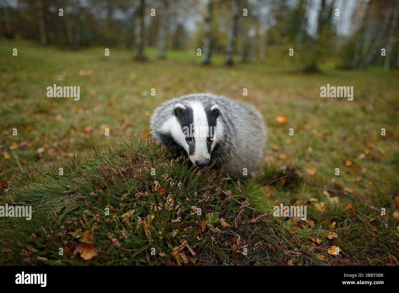 Dachs im Wald, Tiernaturlebensraum, Deutschland, Europa. Wildtierszene. Wilder Dachs, Meles meles, Tier in Holz. Europäischer Dachs, Herbstkiefer grün Stockfoto