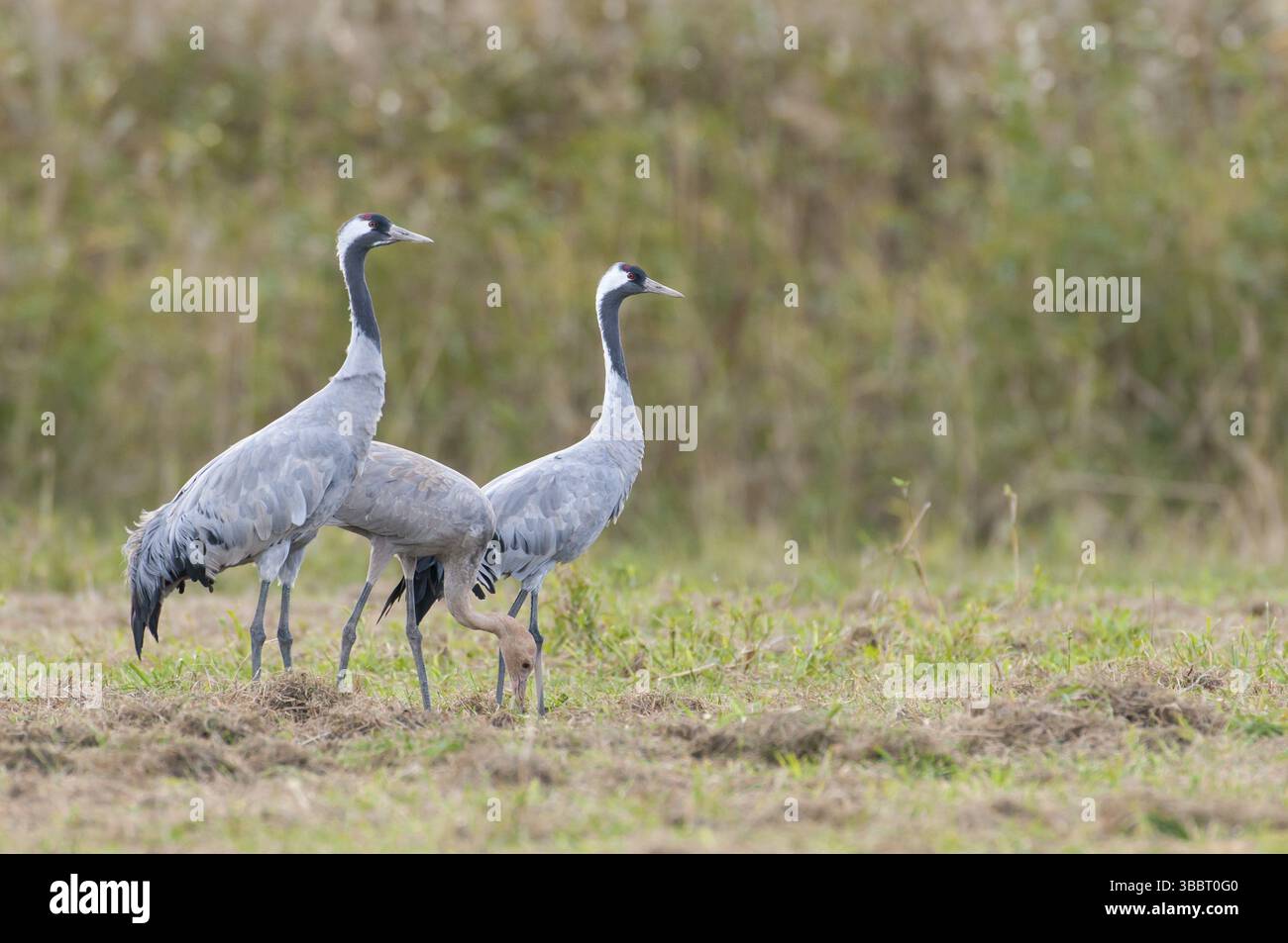 Gemeiner Krane (Grus grus) juvenile, Mecklenburg-West, Pommern, Deutschland, Europa Stockfoto