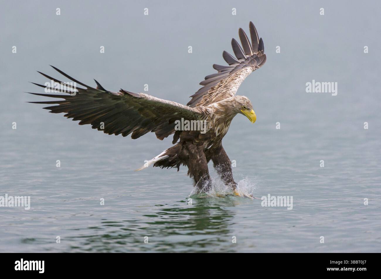Jagender Seeadler im Flug Stockfoto