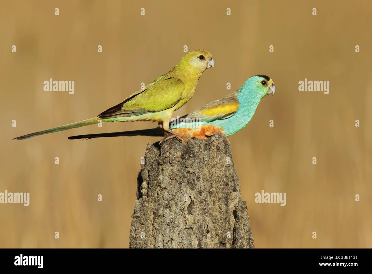 Psephotellus chrysopterygius, Queensland, Australien, Ozeanien Stockfoto