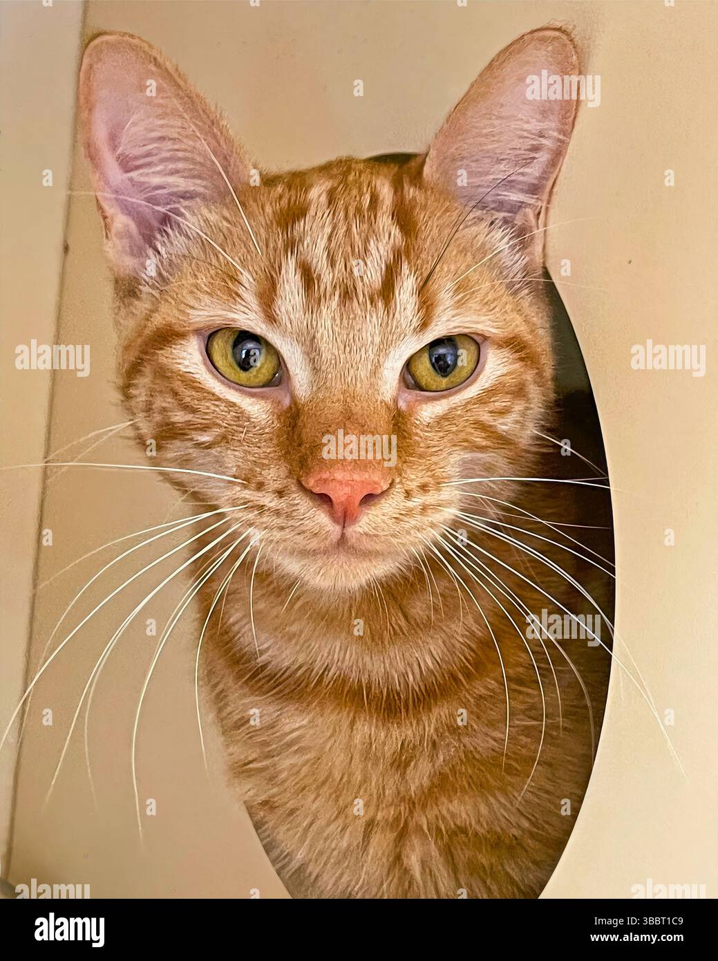 San Francisco, Kalifornien, USA – 3. April 2025: Eine orangene Tabby-Katze schaut durch eine gekrümmte Einhausung in einem öffentlichen Tierheim. Stockfoto