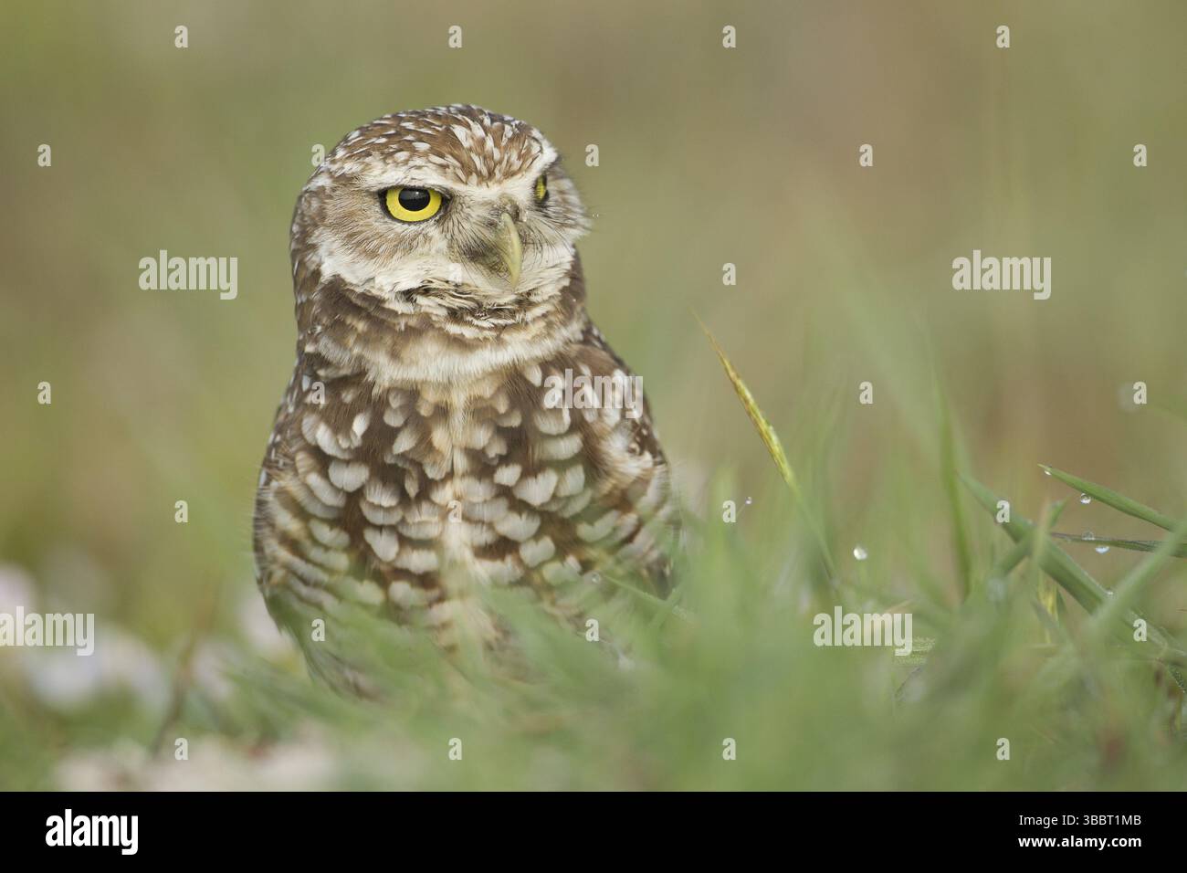 Grabeuse (Athene cunicularia), Florida, USA, Nordamerika Stockfoto