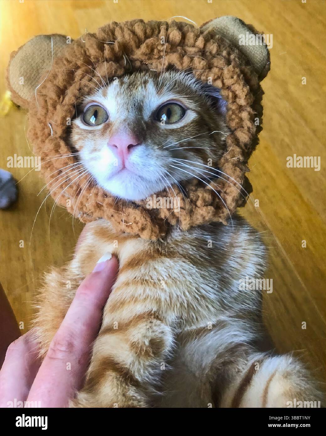 San Francisco, Kalifornien, USA – 8. April 2025: Ein oranges Tabby-Kätzchen trägt einen weichen Löwenhut, während er von einem Hausmeister in einer häuslichen Umgebung gehalten wird. Stockfoto