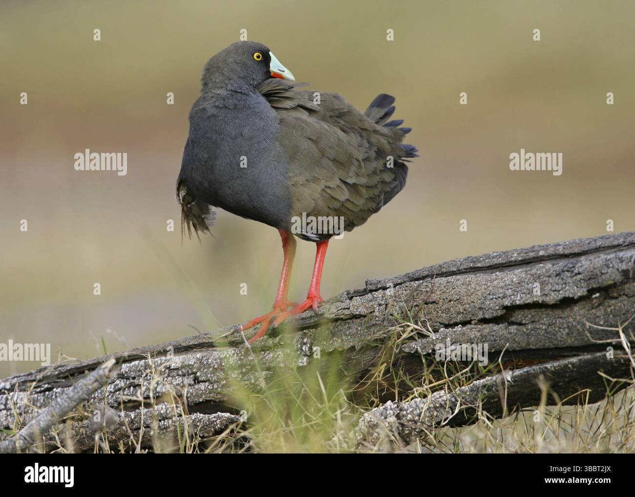 Schwarzschwanz Nativehen (Tribonyx ventralis), Victoria, Australien, Ozeanien Stockfoto