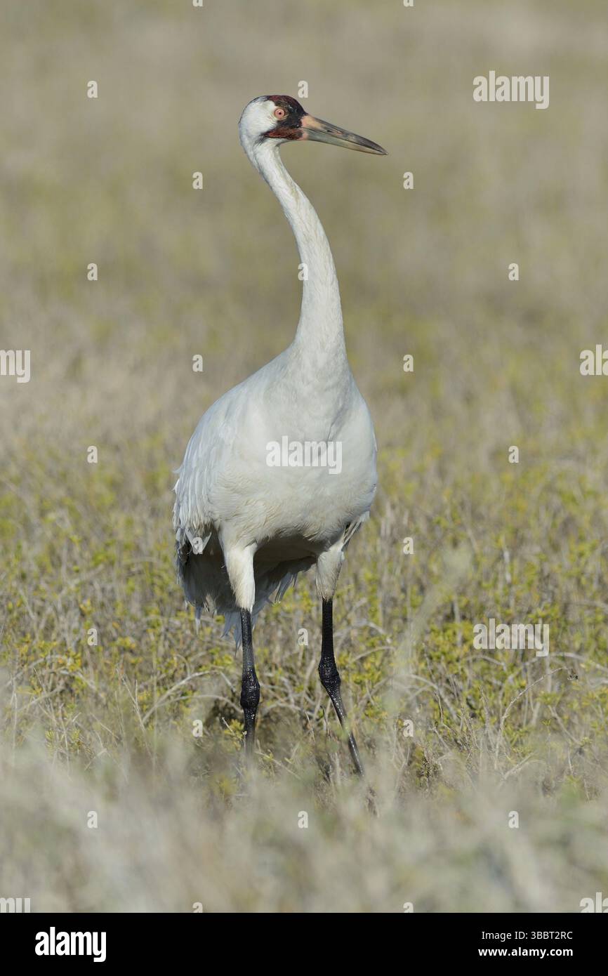 Keuchkran (Grus americana), Texas, USA, Nordamerika Stockfoto
