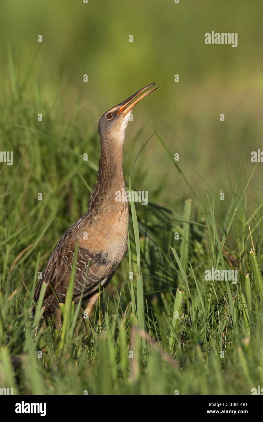 King Rail (Rallus elegans), Texas, USA, Nordamerika Stockfoto
