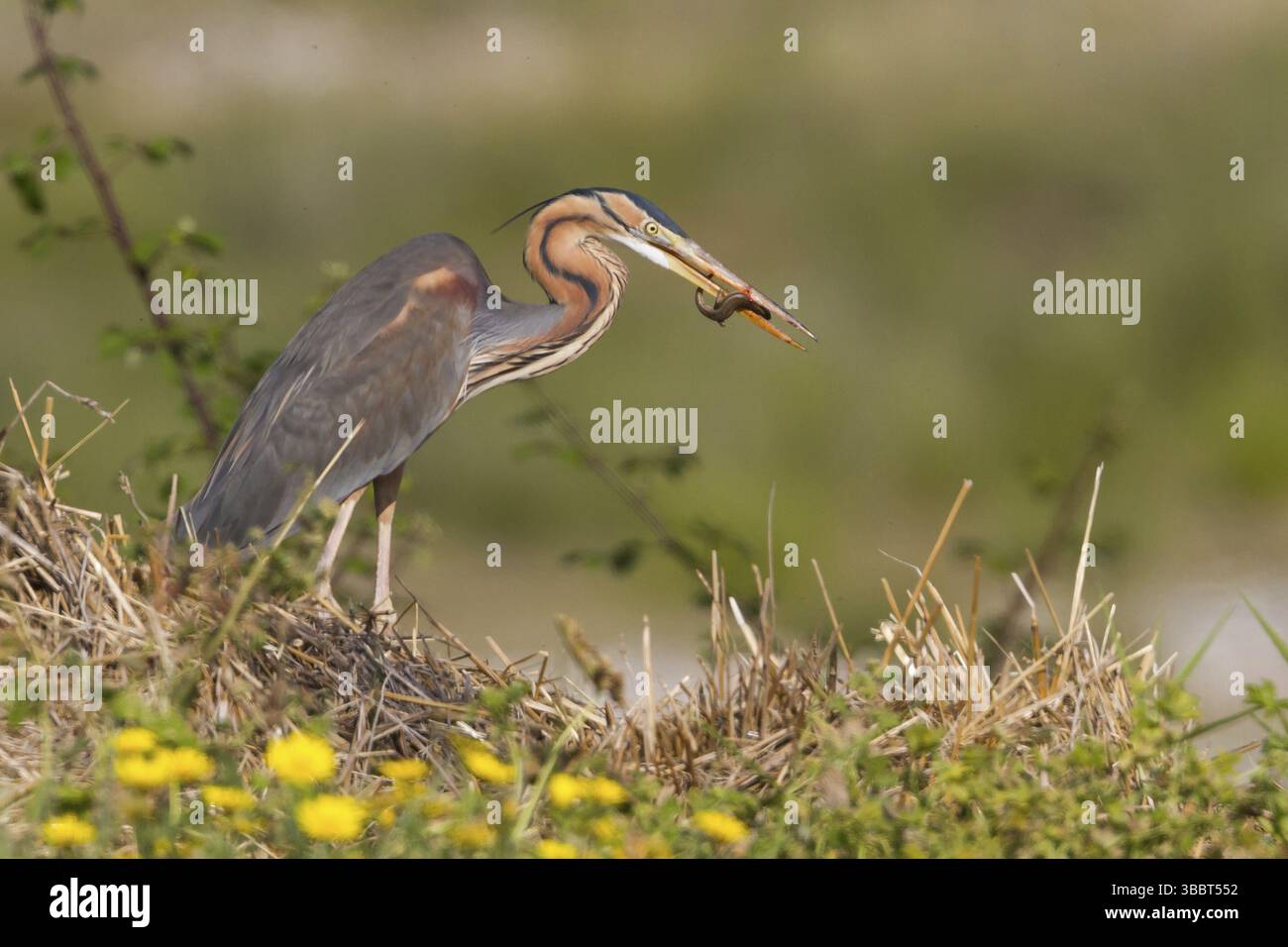Purpurreiher (Ardea purpurea), Zypern, Europa Stockfoto