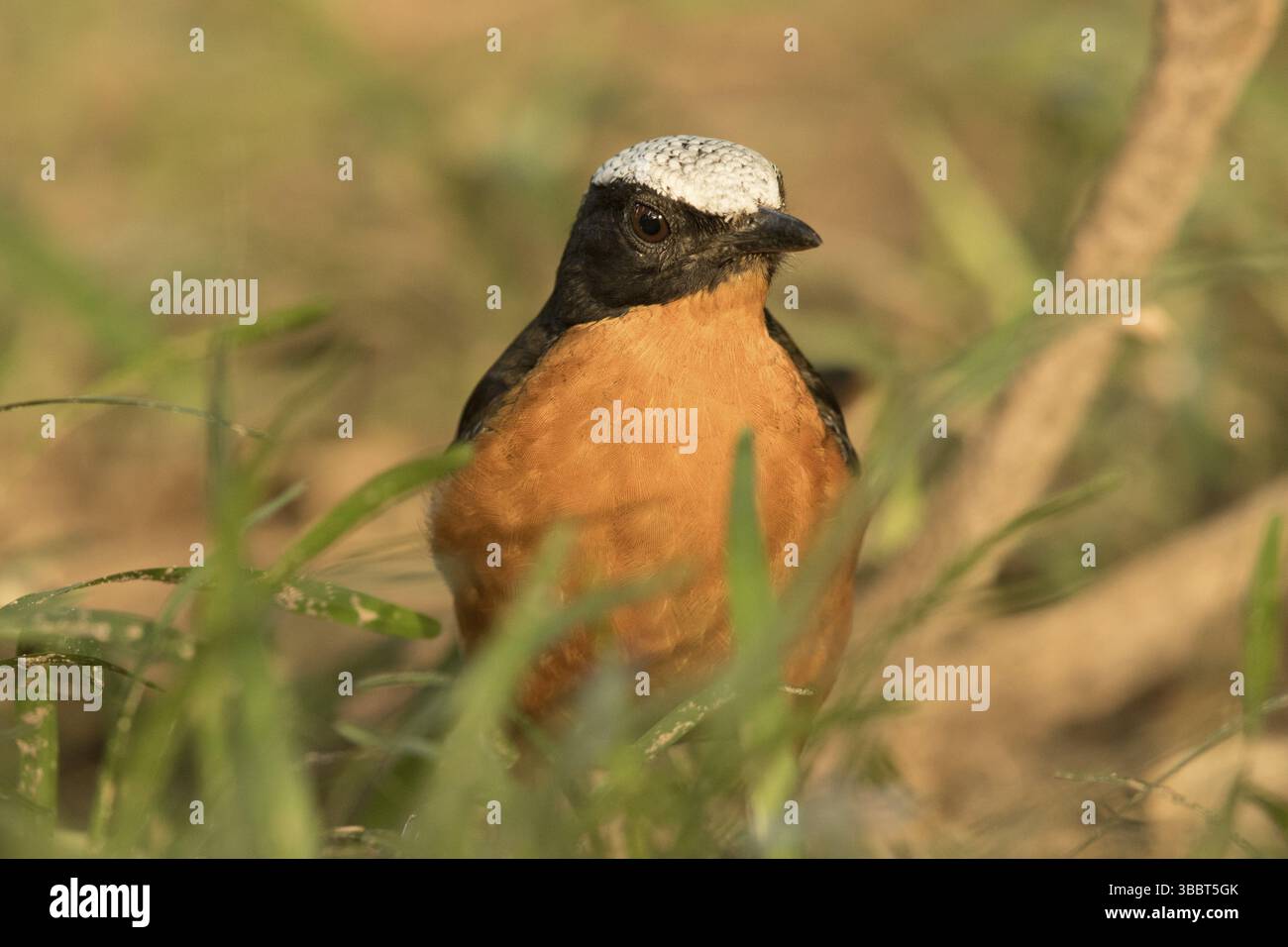 Weißgekrönter Robin-Chat (Cossypha albicapillus), Gambia, Afrika Stockfoto