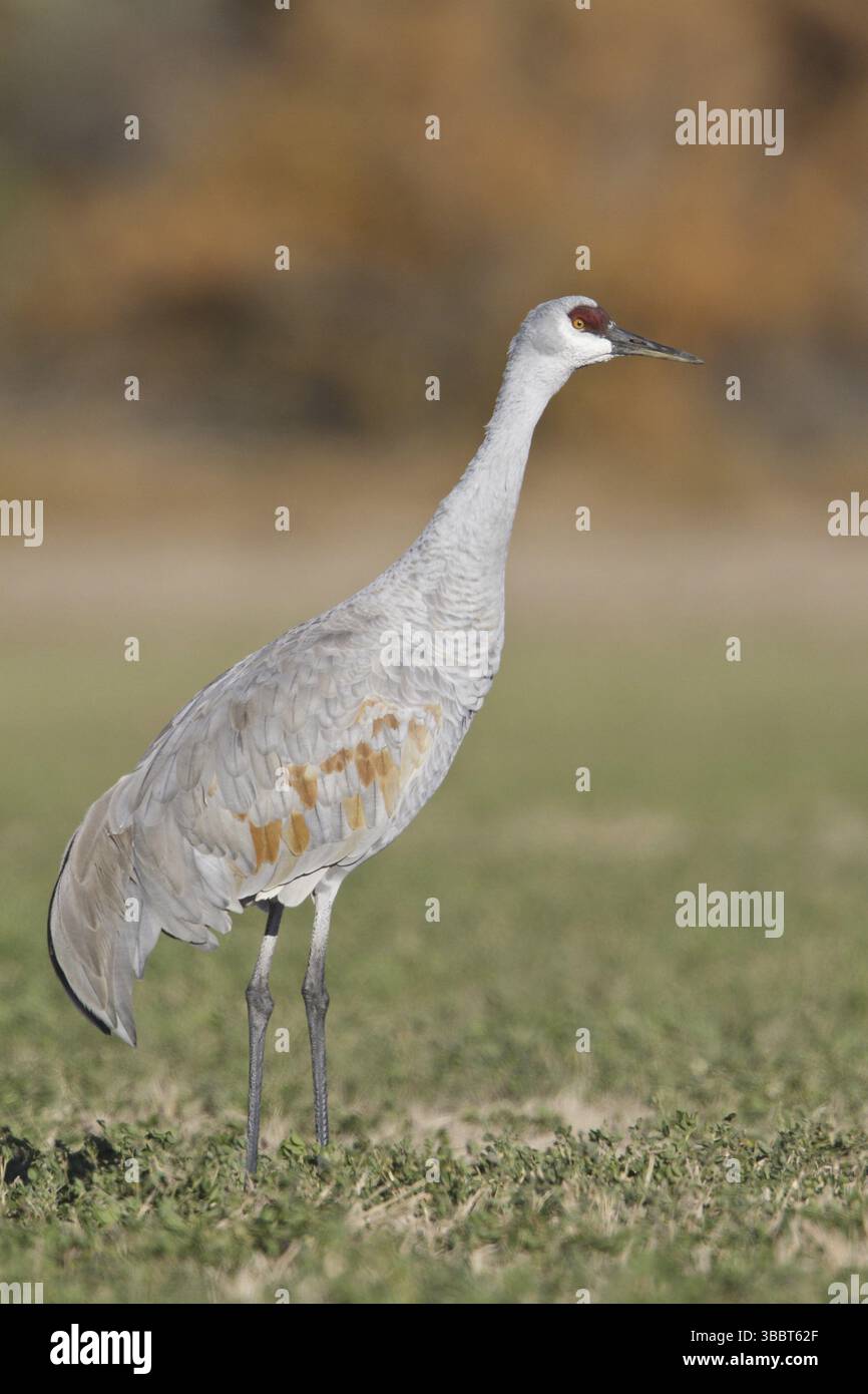 Sandhill Crane (Antigone canadensis), New Mexico, USA, Nordamerika Stockfoto