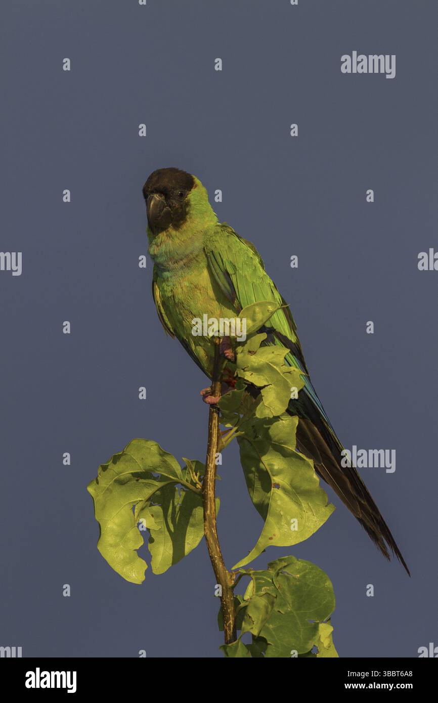 Nanday Sittich (Aratinga nenday), Mato Grosso do Sul, Brasilien, Südamerika Stockfoto