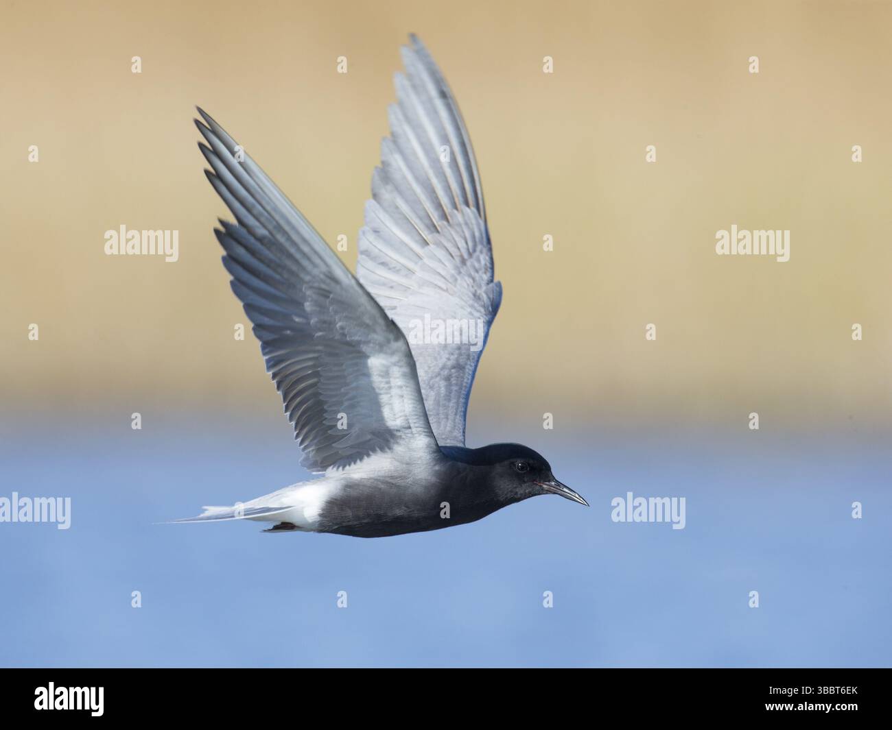 Schwarzteere (Chlidonias niger) fliegt, Mecklenburg-Vorpommern, Deutschland, Europa Stockfoto