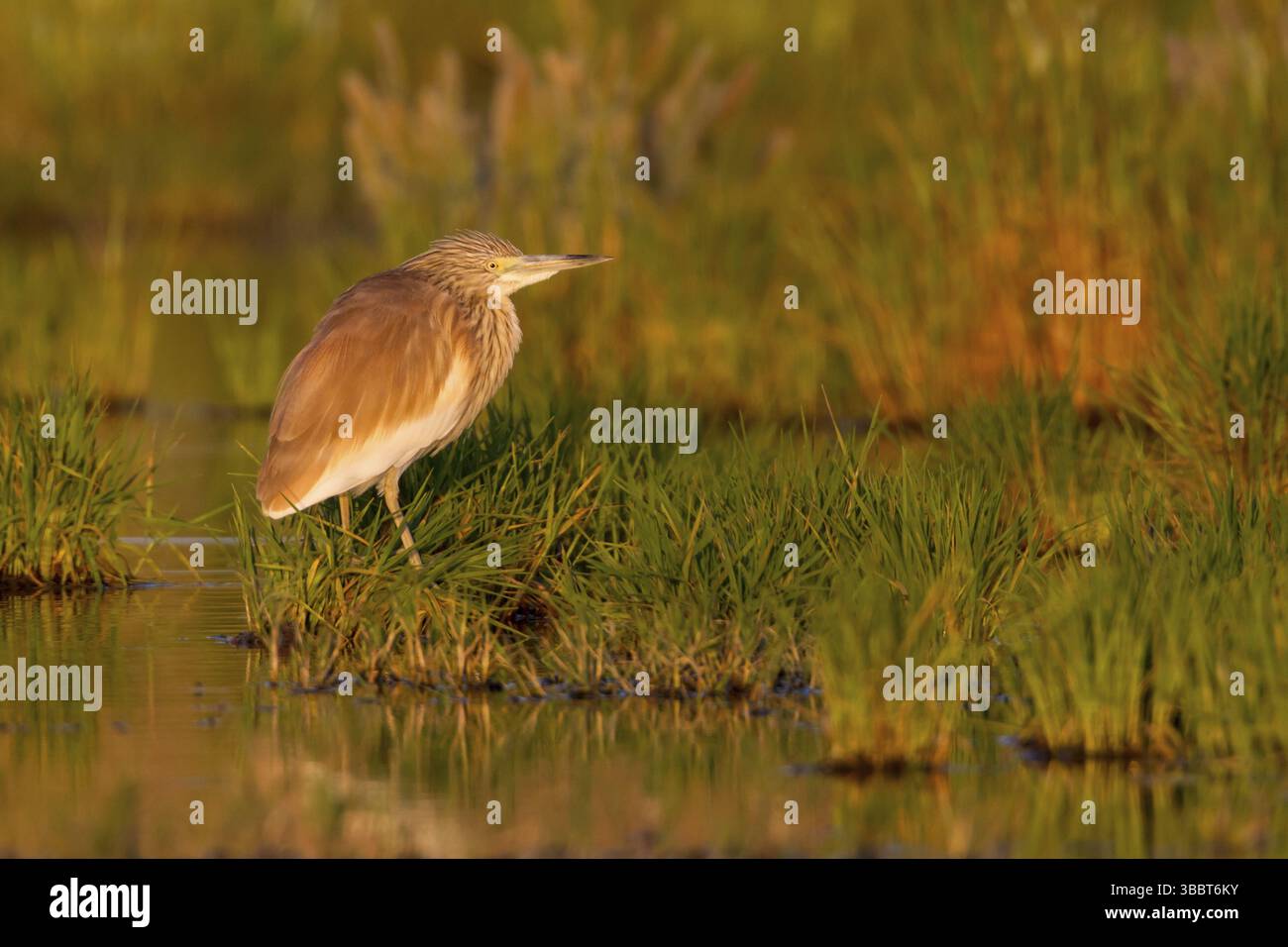 Squacco Reiher (Ardeola ralloides), Zypern, Europa Stockfoto