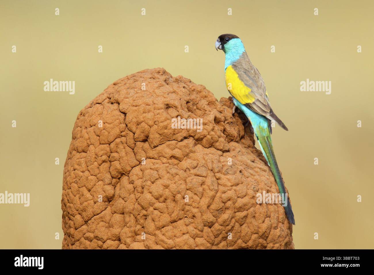 Kapuzenpapagei (Psephotellus dissimilis) männlich, Northern Territory, Australien, Ozeanien Stockfoto