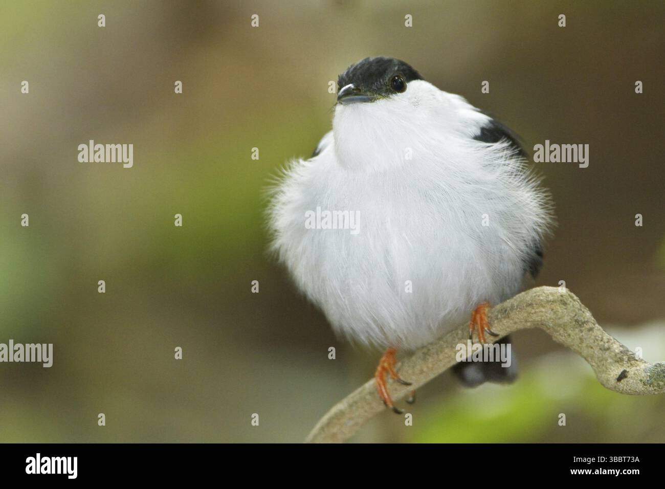 Weißbärtige Manakin (Manacus manacus), Trinidad und Tobago, Mittelamerika Stockfoto Weißbärtige Manakin (Manacus manacus), Trinidad und Tobago, Mittelamerika Stockfoto