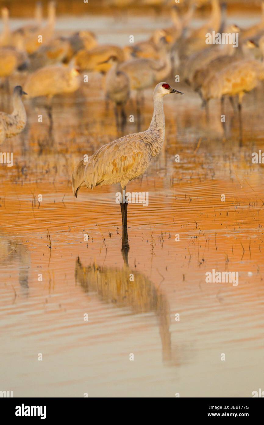 Sandhill Crane Grus canadensis tabida Bosque del Apache National Wildlife Refuge, New Mexico, USA 16. Dezember Erwachsener bei Sonnenaufgang. Gruidae Stockfoto