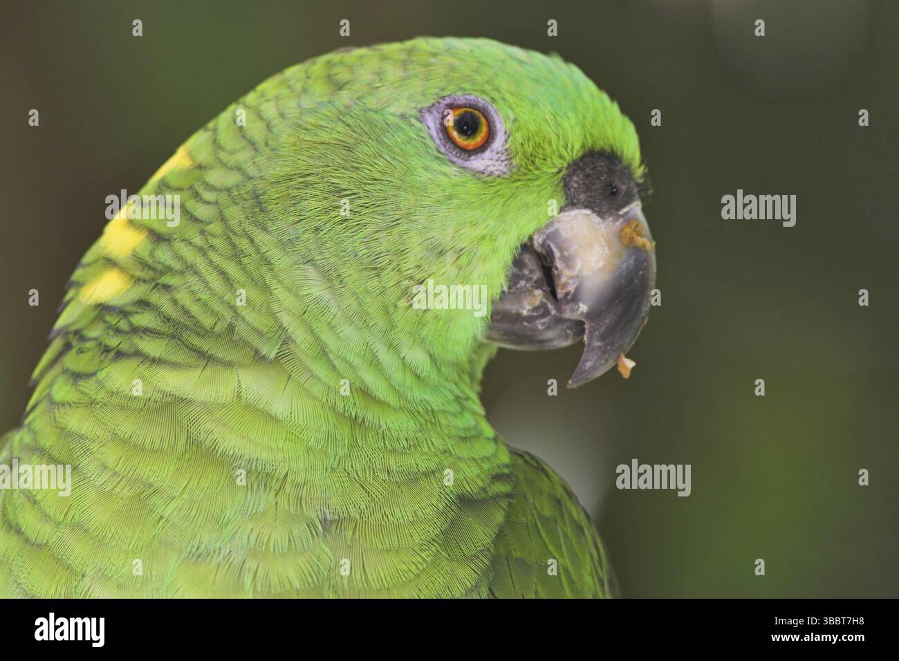 Amazonas auropalliata (Amazona auropalliata), Costa Rica, Mittelamerika Stockfoto