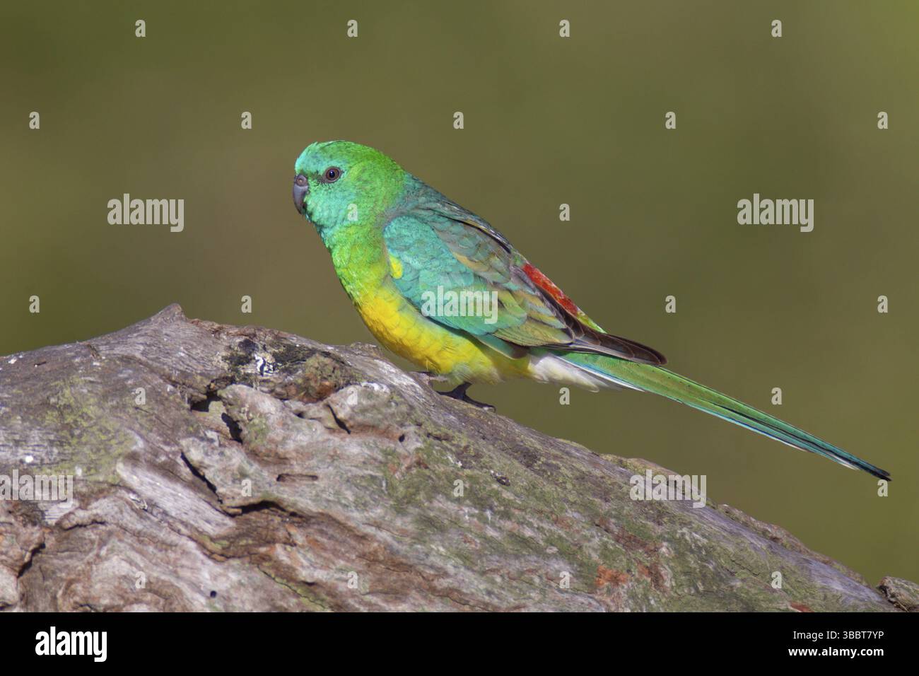 Rotwein-Papagei (Psephotus haematonotus) männlich, Victoria, Australien, Ozeanien Stockfoto